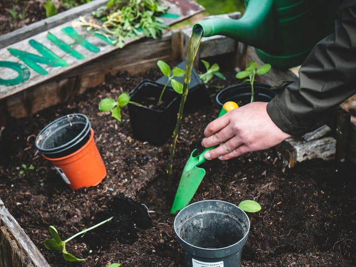 Replanting seedlings